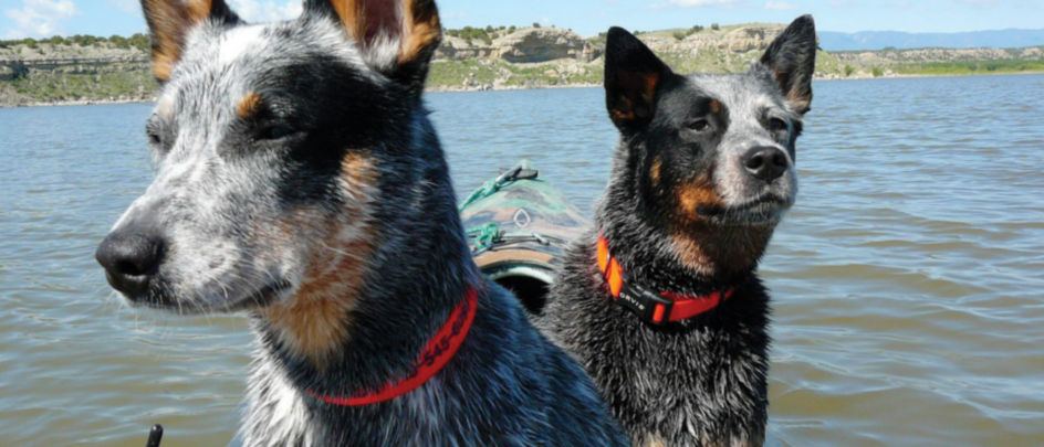 Two dogs sitting on a boat wearing personalized collars